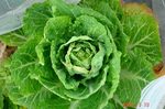 DSC00953.jpg