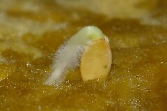 さつきみどり(きゅうり)の発芽。トリムして大きく見せています。クリックすると大きくなります。r
