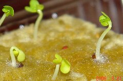 チンゲン菜の発芽。トリムして大きく見せています。クリックすると大きくなります。r