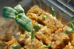 ちりめん青紫蘇。クリックすると大きくなります。r