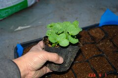 グリーンランド、葉大根です。クリックすると大きくなります。r