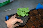 DSC01415.jpg