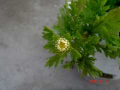やはり蕾も菊ですね。クリックすると大きくなります。
