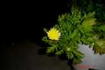 DSC05229.jpg