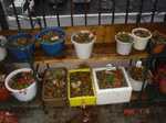 DSC05485.jpg