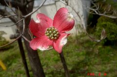 紅!クリックすると大きくなります。t