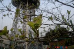 白!クリックすると大きくなります。t