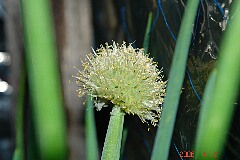 ぱっとしない花ですけどネギの花です。クリックすると大きくなります。r