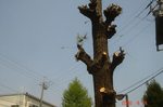 DSC05989.jpg