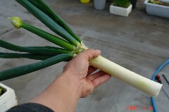 私の手と比較すれば大きさが分かりますね。クリックすると大きくなります。r