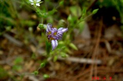 開花前。クリックすると大きくなります。t