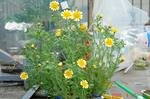 DSC06132.jpg