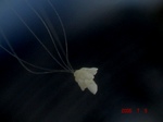 DSC06201.jpg