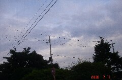 電線にぶつぶつが。クリックすると大きくなります。r