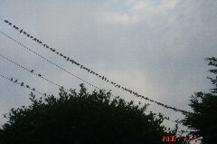 近づいてきました。クリックすると大きくなります。r