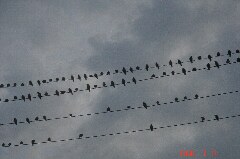 ヒヨドリの大群です。クリックすると大きくなります。r