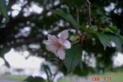未だに咲く、冬桜。クリックすると大きくなります。t