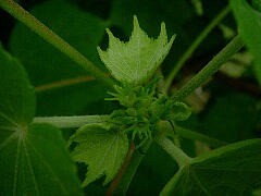 今年の芙蓉は遅れてます。クリックすると大きくなります。t