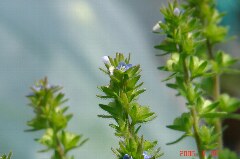 小さな花です。クリックすると大きくなります。r