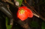 ボケの花。クリックすると大きくなります。t