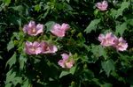 DSC06366.jpg