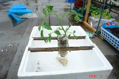 発泡スチロールの箱です。クリックすると大きくなります。r