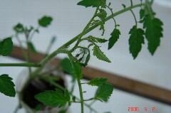 だいぶ大きくなりました。クリックすると大きくなります。r
