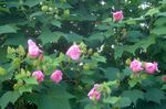 DSC06383.jpg