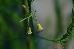 たぶん雄花。クリックすると大きくなります。r