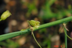たぶん雌花。クリックすると大きくなります。r