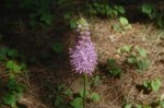 DSC06434.jpg
