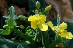 脇芽からの開花です。クリックすると大きくなります。r