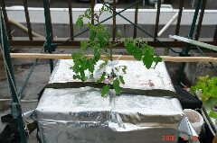 5月9日の朝の様子。クリックすると大きくなります。r