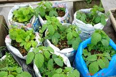 枝豆も混植にいいですよ。クリックすると大きくなります。r