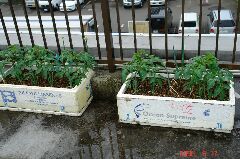 トマトにネギ。定番ですね。クリックすると大きくなります。r