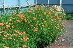 無数の芥子の花。クリックすると大きくなります。r