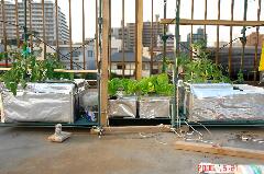 水耕4BOX。クリックすると大きくなります。r