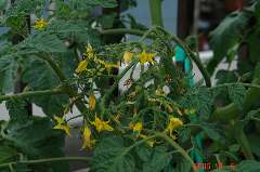 ミニキャロル。無数の花が咲きました。クリックすると大きくなります。r