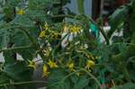 DSC07196.jpg