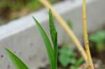 DSC07238.jpg