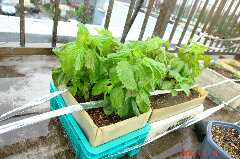 ちりめん紫蘇を植えてみました。クリックすると大きくなります。r