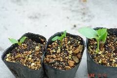 3っつのポットに発芽。クリックすると大きくなります。r