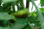 DSC07430.jpg