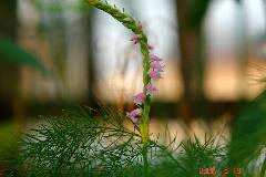 ピンクの花が可愛いでしょ!クリックすると大きくなります。r