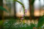 DSC07468.jpg