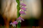 DSC07470.jpg