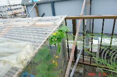 当然天井に閊(つか)えます。クリックすると大きくなります。r