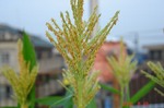 DSC07658.jpg