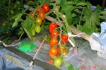 DSC07705.jpg