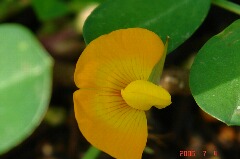落花生の花が咲きました。もうすぐ定植から一月です。クリックすると大きくなります。r